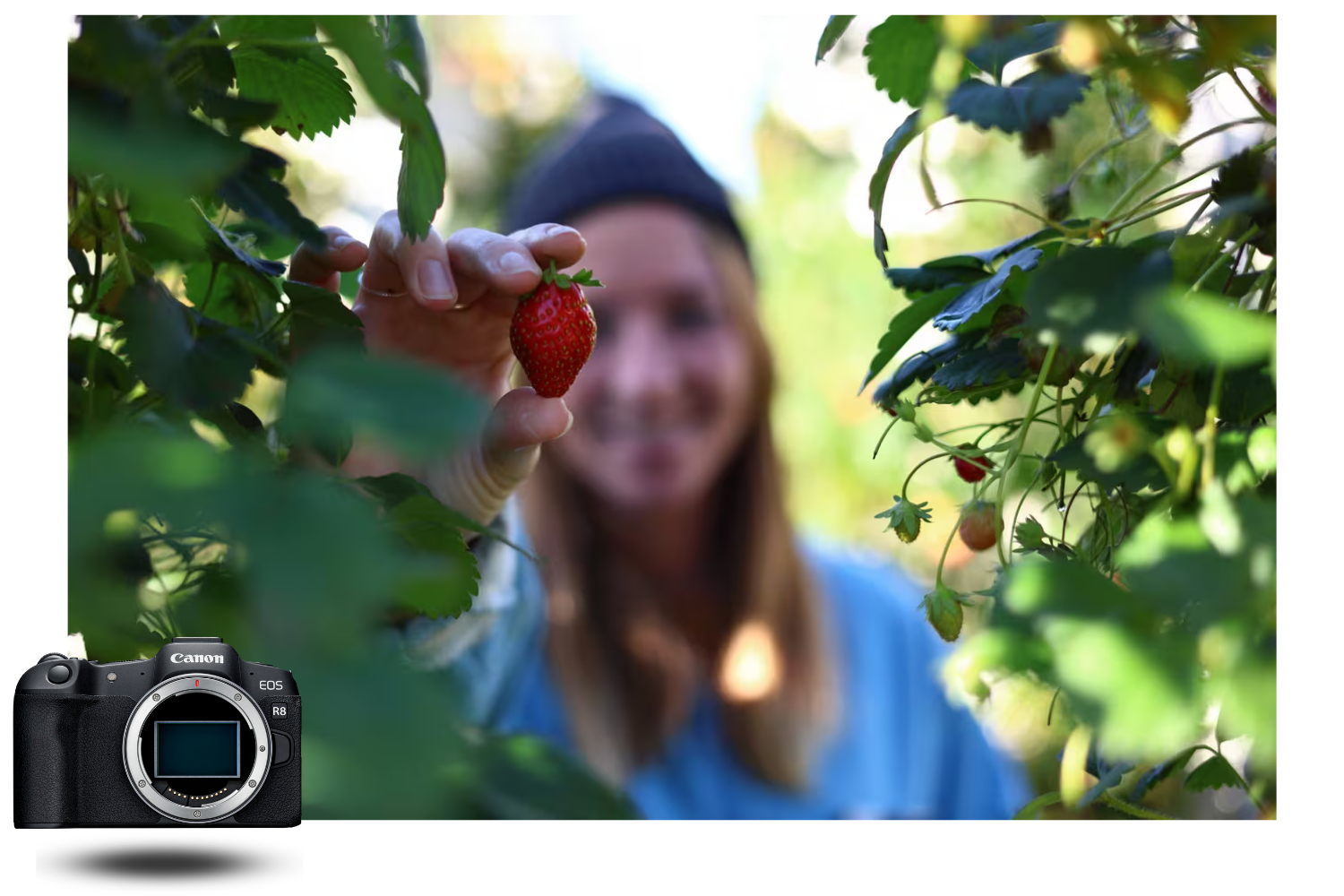 Foto macro de una mujer sosteniendo una fresa en un jardín, tomada con la Canon EOS R8, mostrando la precisión del enfoque y la profundidad de campo Foto macro de una mujer sosteniendo una fresa en un jardín, tomada con la Canon EOS R8, mostrando la precisión del enfoque y la profundidad de campo