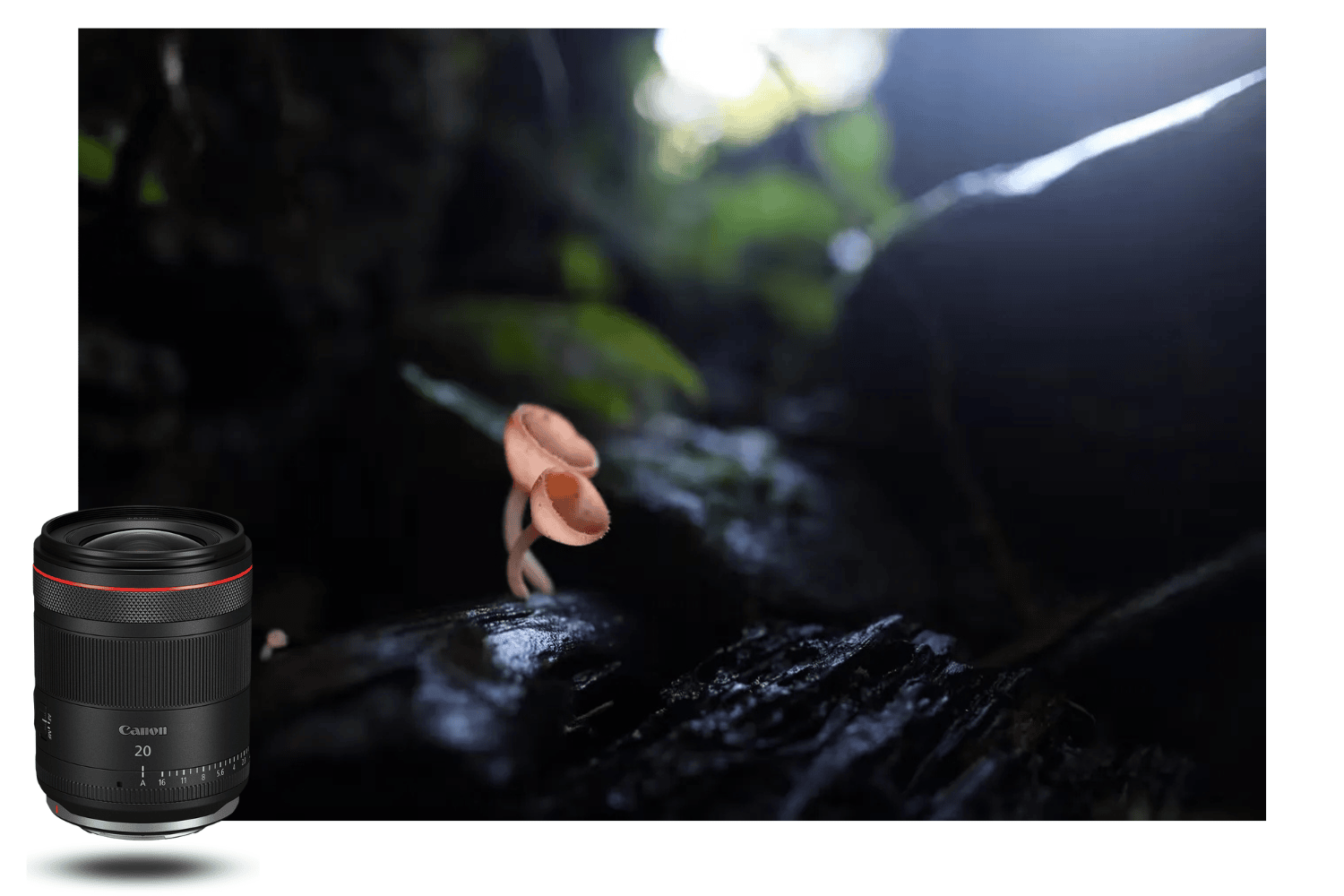 Fotografía macro de una seta en el bosque capturada con el Canon RF 20mm f/1.4 L VCM, mostrando un magnífico desenfoque de fondo y una luz natural suave.