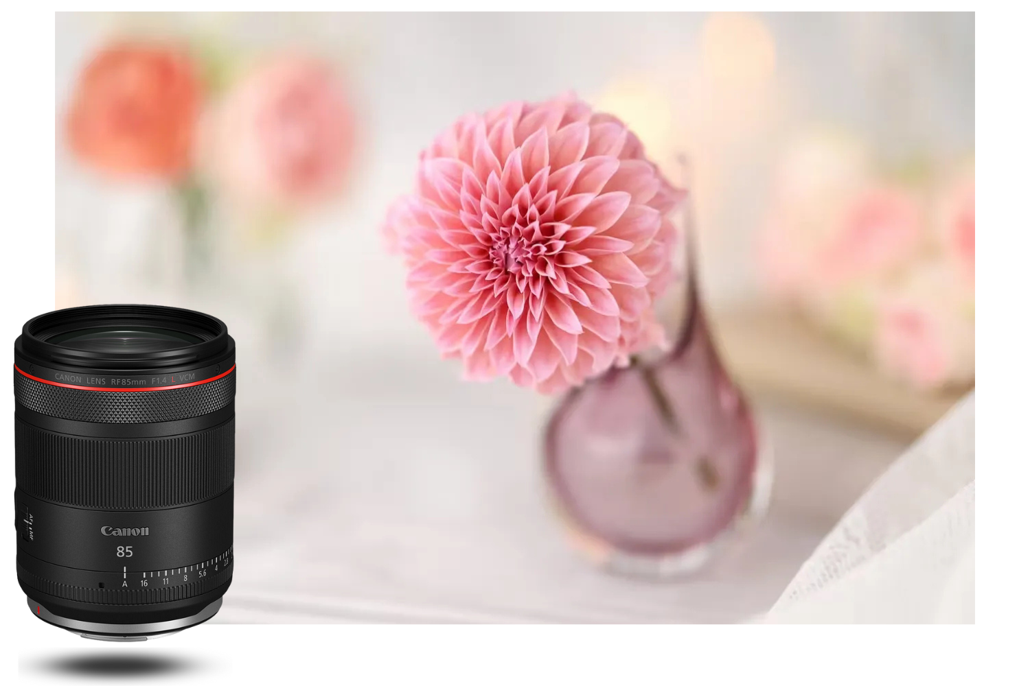 Detalle floral capturado con el Canon 85mm f/1.4 L VCM – profundidad de campo controlada Foto de flor rosa en primer plano con desenfoque artístico tomada con el Canon RF 85mm f/1.4 L VCM – bokeh natural
