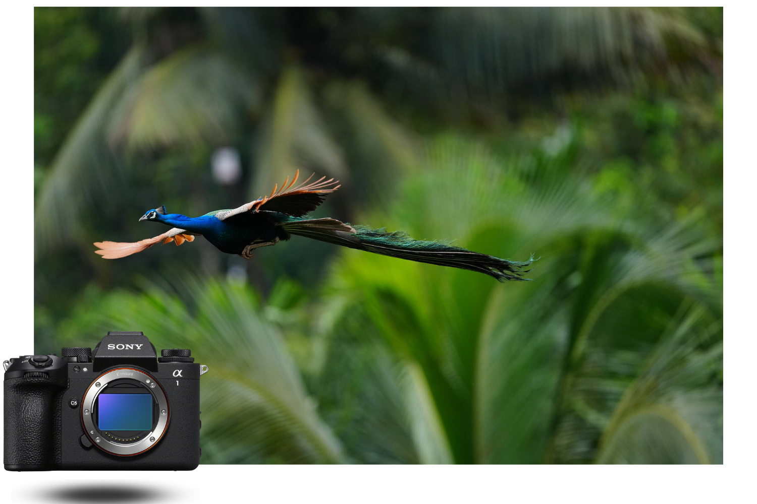 Sony alpha 1 II – rendimiento en fotografía de fauna y seguimiento AI Sony Alpha 1 II fotografiando un pavo real en vuelo con enfoque automático ultrarrápido y enfoque preciso