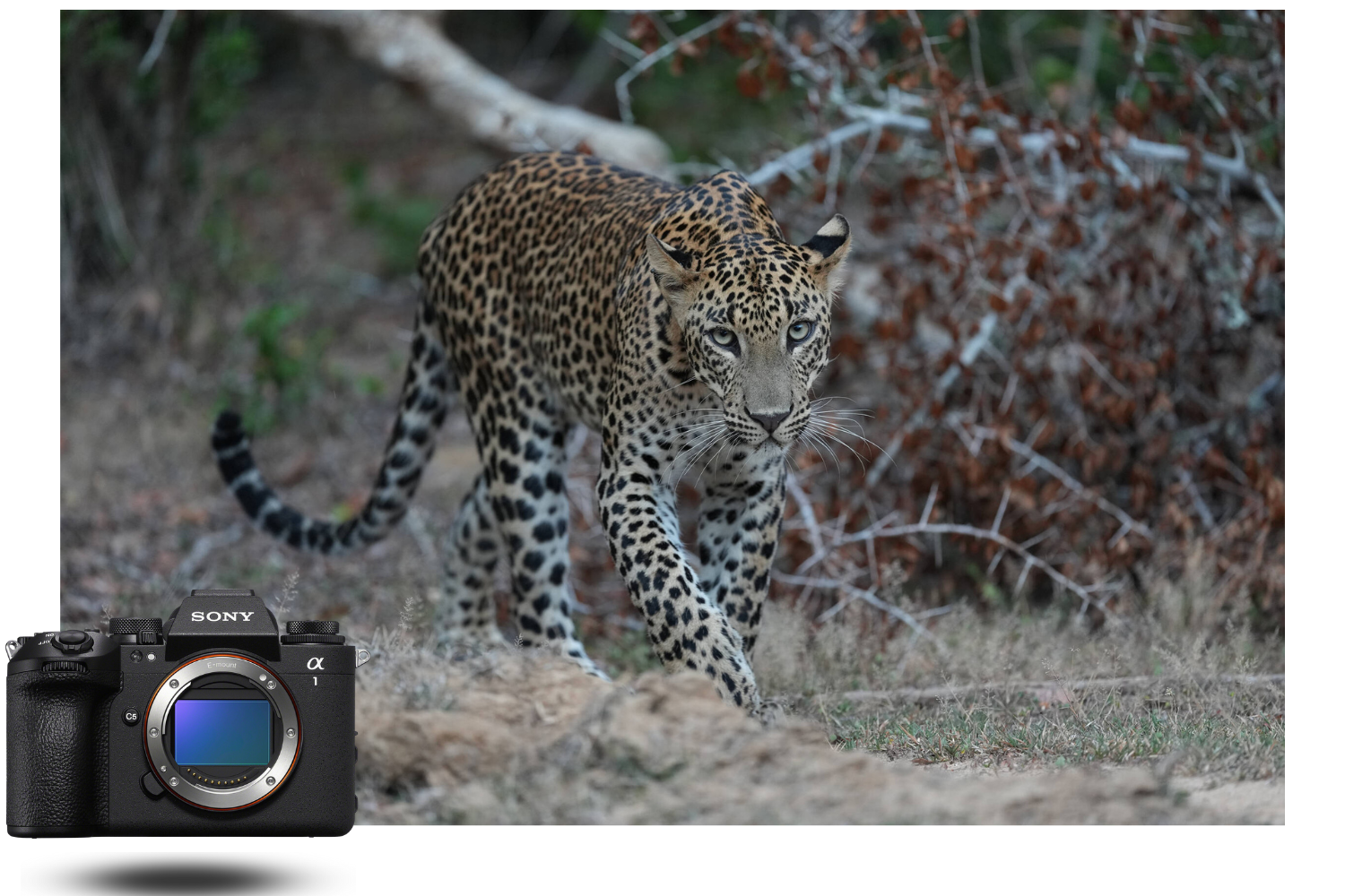 Cámara Sony Alpha 1 II – excelencia en fotografía de fauna Sony a1 mark II fotografiando un leopardo en movimiento con detección de ojos de animales