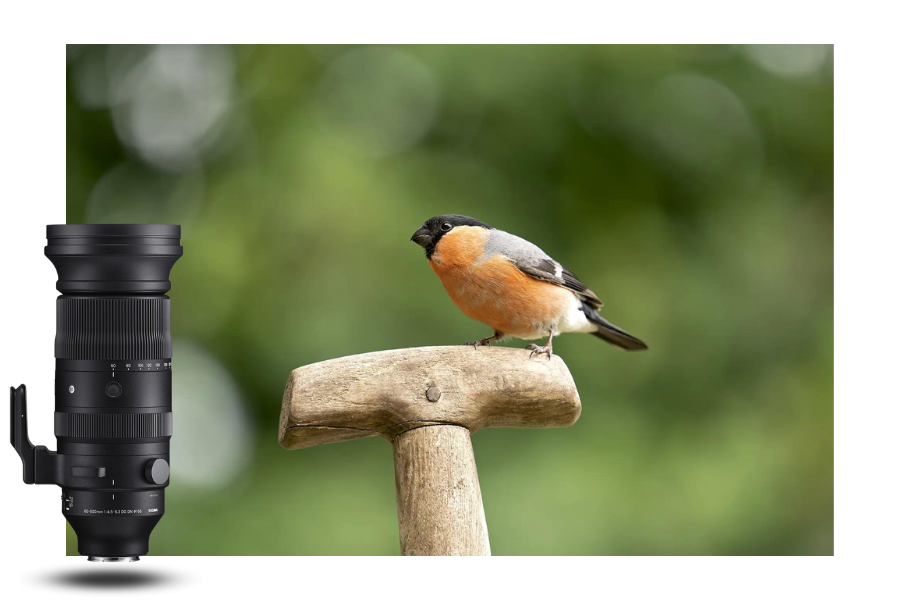 Sigma 60-600mm Sony E