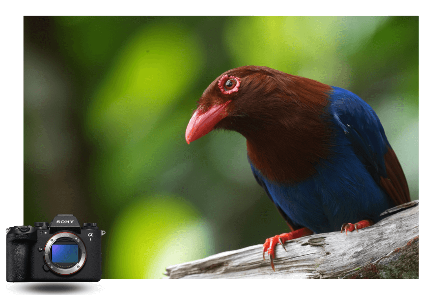 Sony a1 mk2 photo
