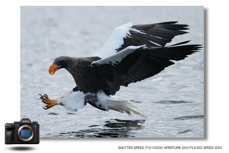 Photographie animalière prise avec le Sony A1