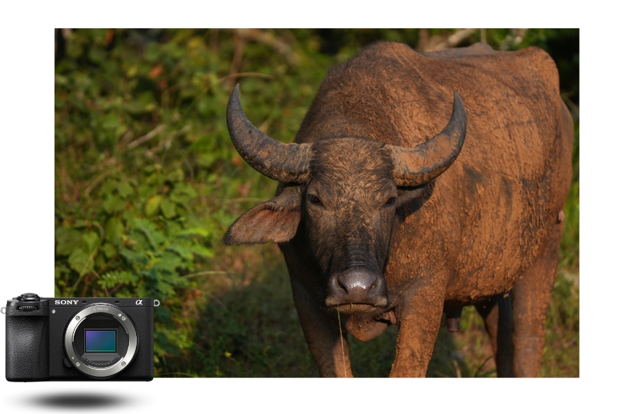 exemple de photo Sony A6700