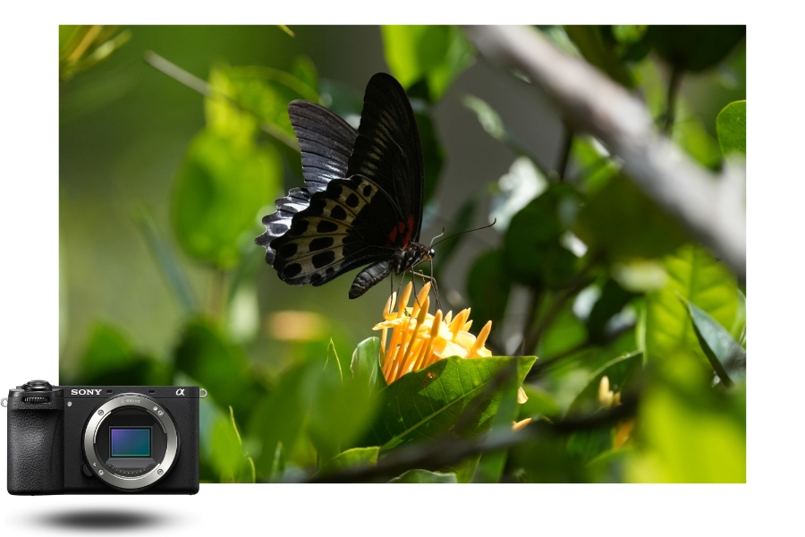 essai de photo Sony A6700