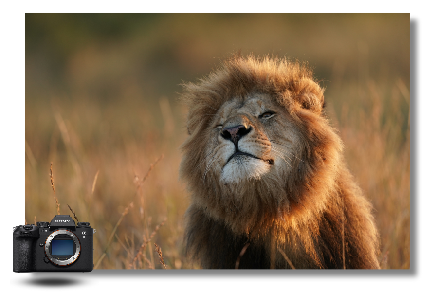Sony Alpha 9 III  image