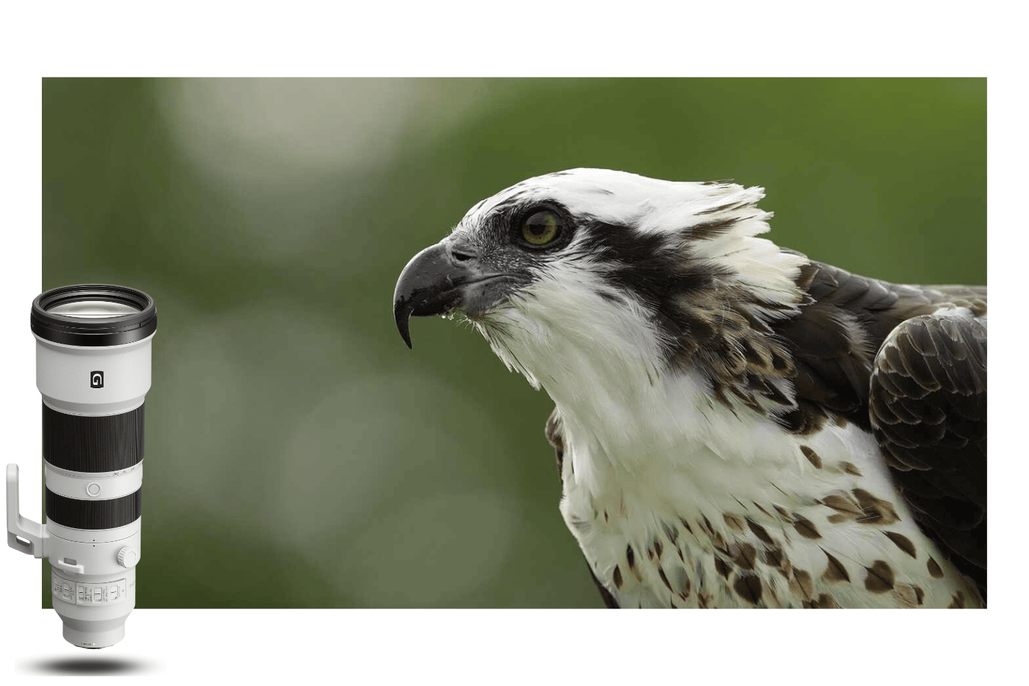 Portrait de rapace sur fond vert, réalisé au Sony FE 400-800mm f/6.3-8 G OSS