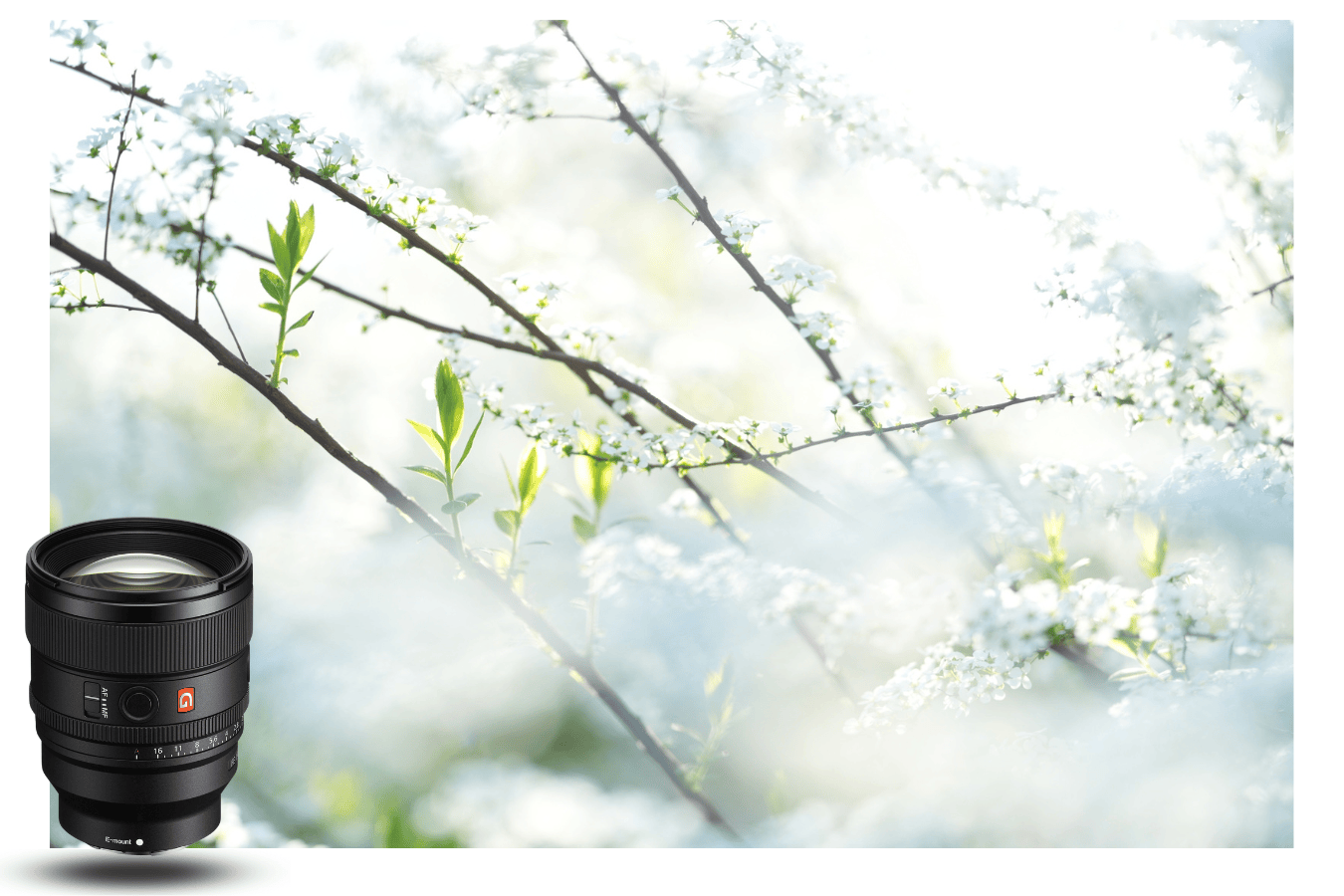 Sony 85mm 1.4 GM II photo 2