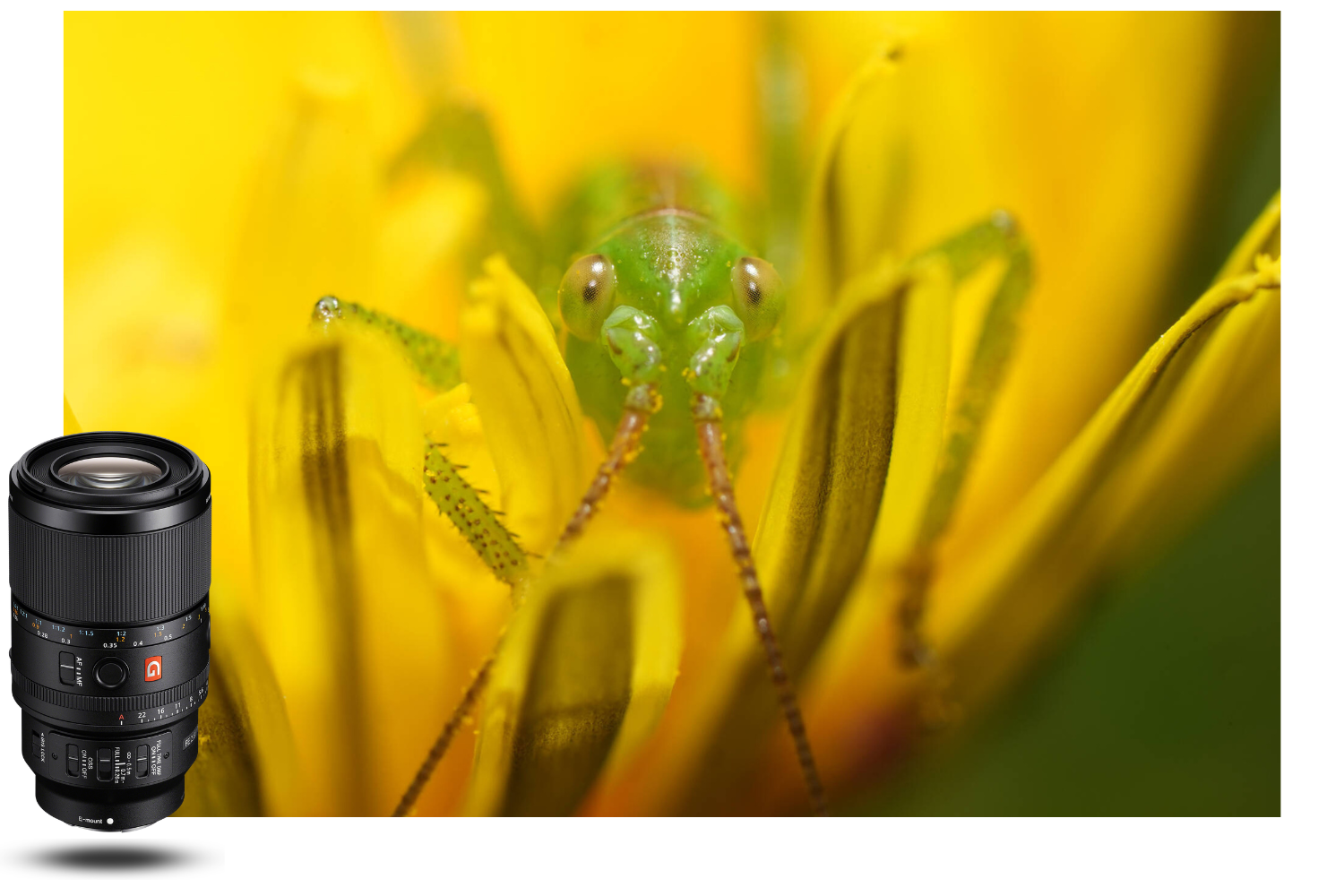objectif macro Sony FE 100mm f/2.8 Macro GM OSS photographie macro insecte sur fleur jaune