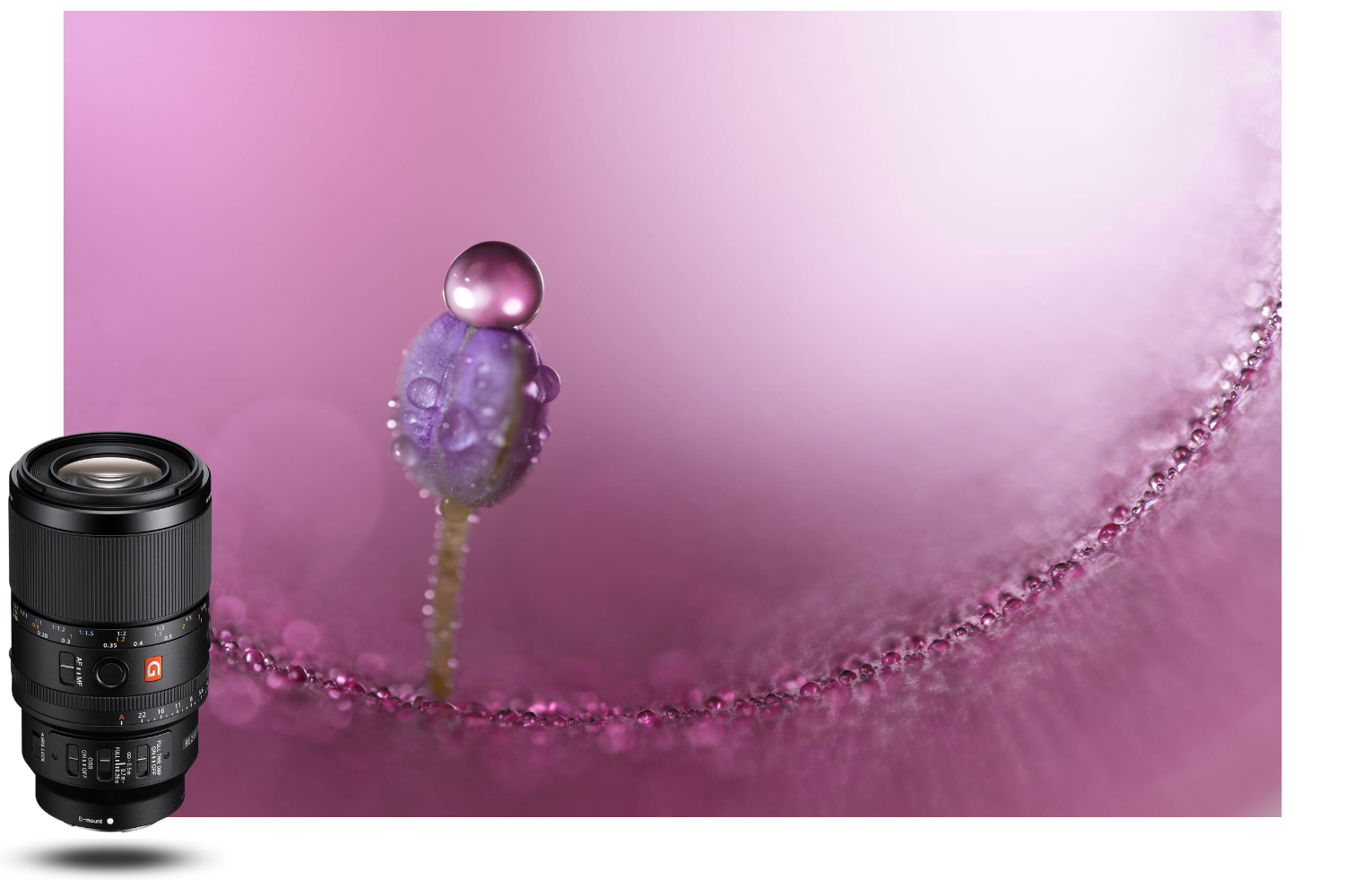 Sony 100mm f/2.8 Macro GM OSS exemple photo macro goutte d'eau sur fleur violette