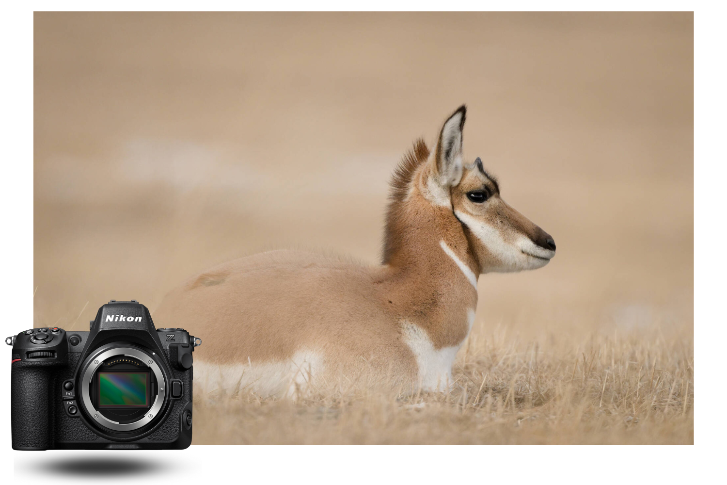 Nikon Z 8 – Capture animalière pleine de détails et de douceur naturelle Photographie animalière réalisée avec le boîtier Nikon Z 8 montrant un animal sauvage couché dans les herbes sèches