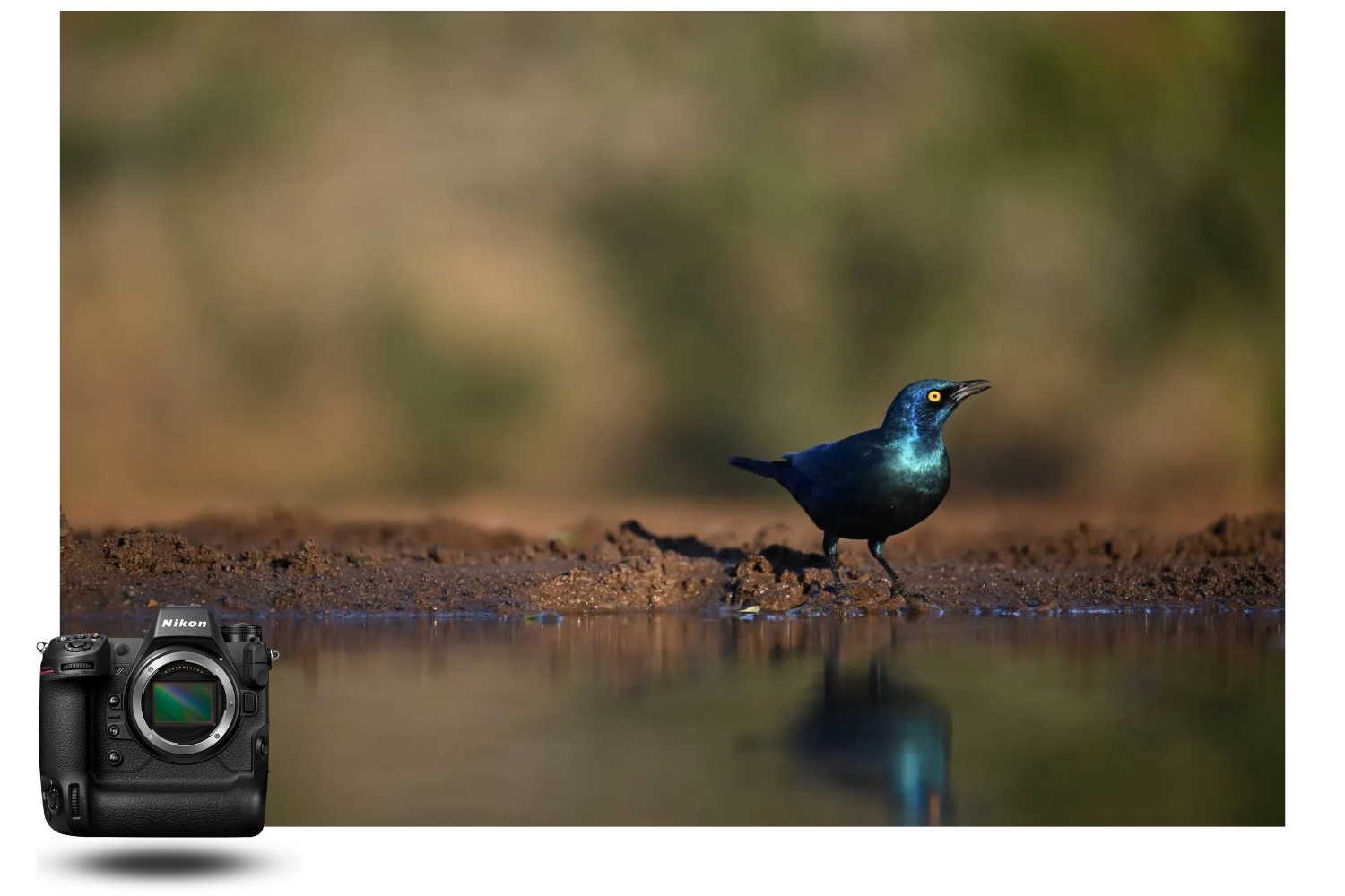 Nikon Z9 photographing a blue bird near a water point, precise focus and natural bokeh in the background.
