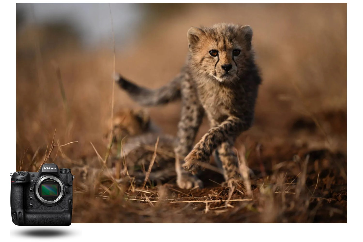 Nikon Z9 camera photographing a young cheetah in the savanna at sunset, demonstration of ultra-fast animal autofocus.