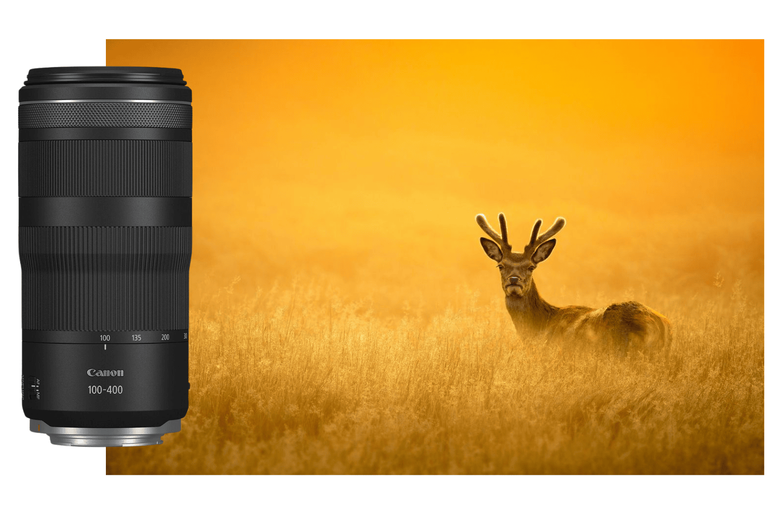 Canon RF 100-400mm