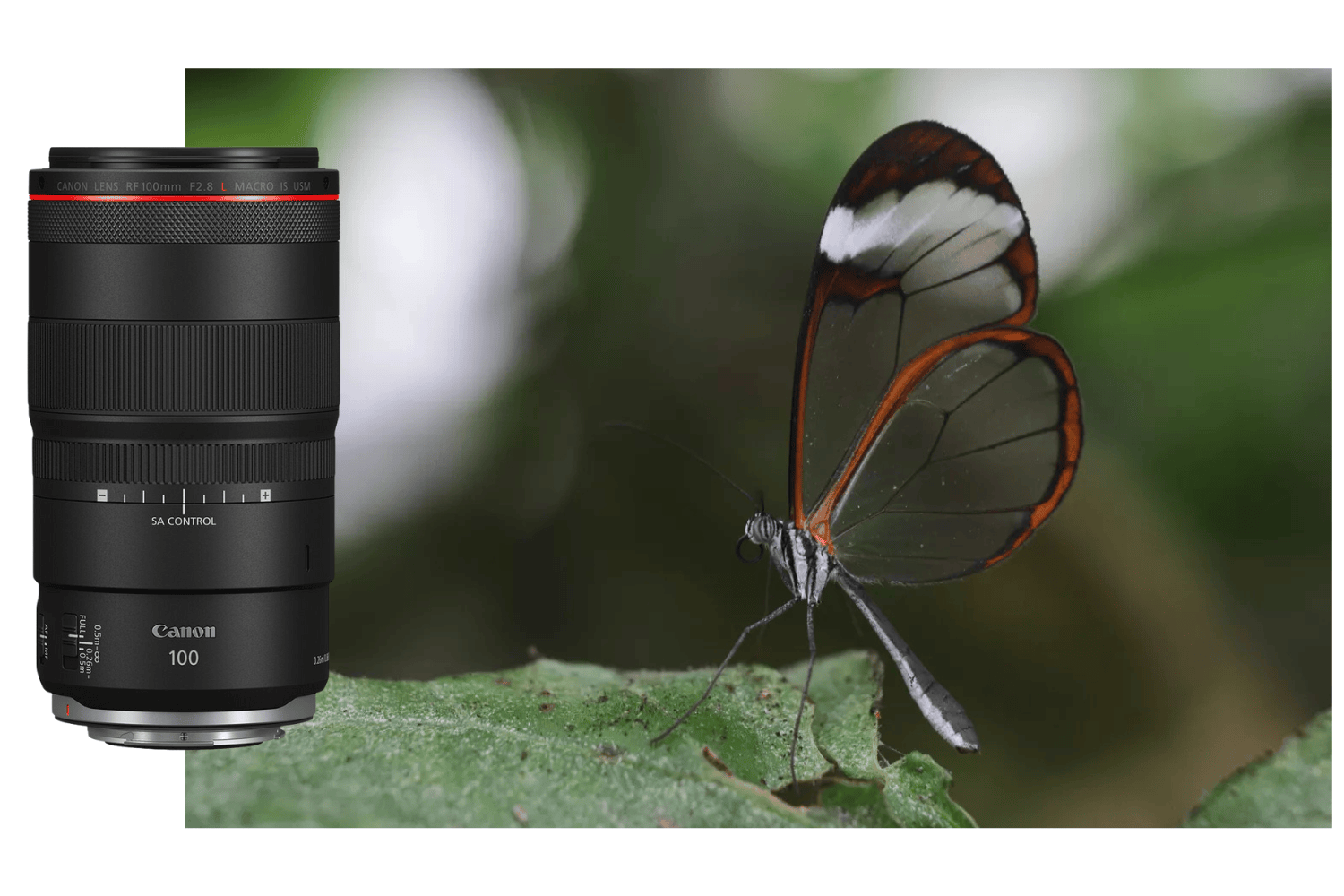 Canon RF 100mm Macro