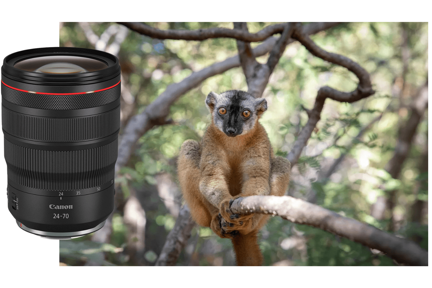 Canon RF 24-70mm f2.8L IS USM II