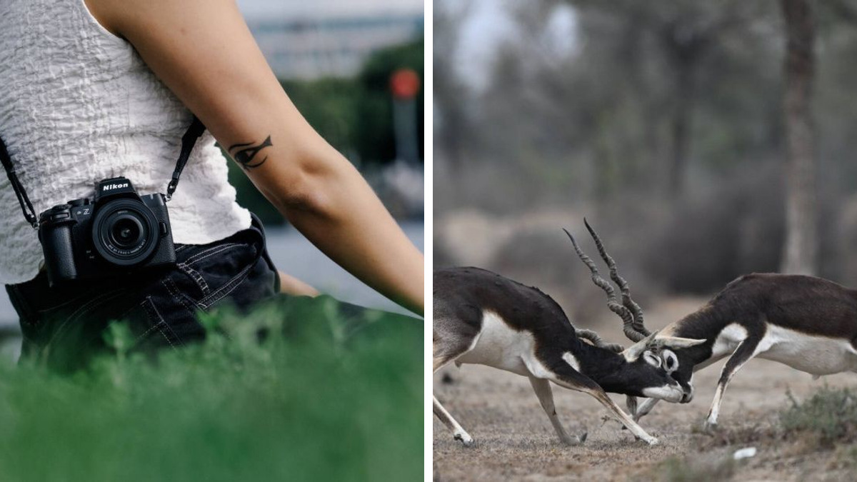 A Nikon Z50II carried outdoors beside a wildlife action photograph