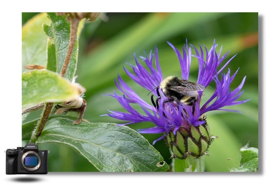 Macrophotographie avec le Sony alpha 7S III