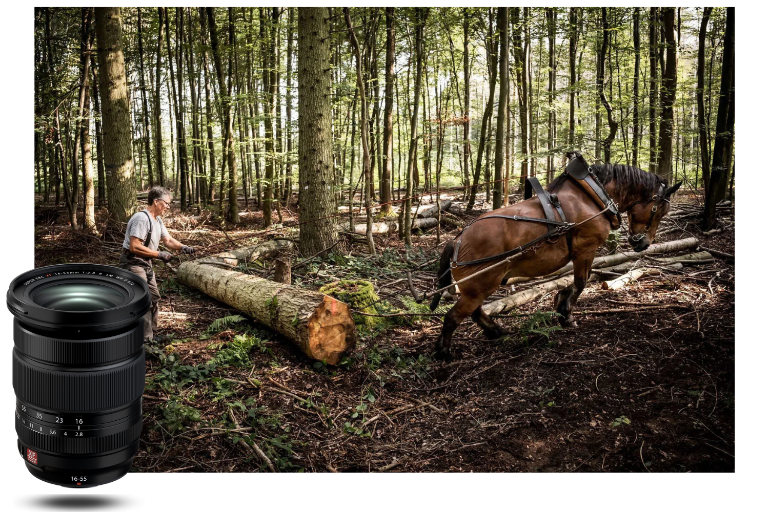 Trabajo forestal tradicional captado con el Fujifilm XF 16-55mm f/2.8 R LM WR II – detalle y naturalidad